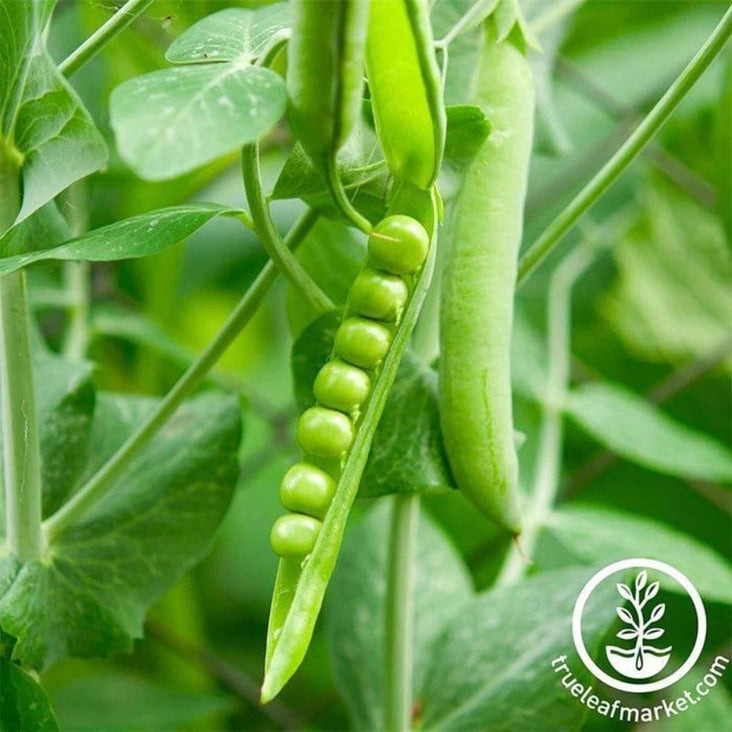 Heirloom Vegetable Garden Seeds - Lincoln Pea | Buy Non-GMO Seeds