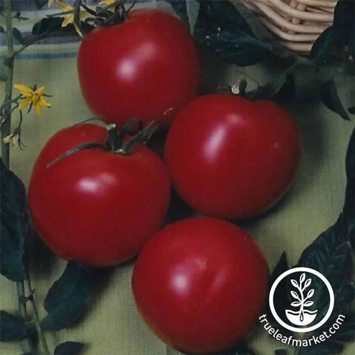 Tomato Seed | Arkansas Traveler