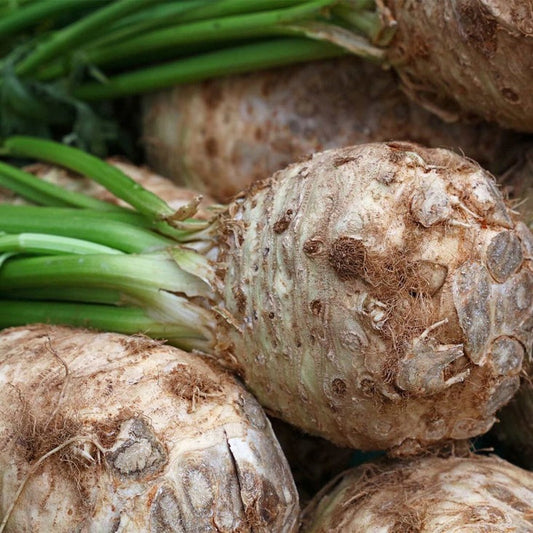 Giant Prague Celeriac Seeds | Non-GMO & Heirloom Vegetable Garden Seed