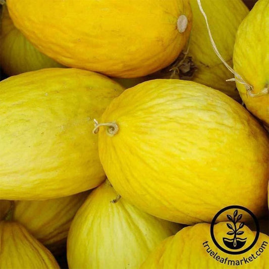 Crenshaw Melon Seeds | Non-GMO Heirloom Fruit Garden Seeds - Free S&H