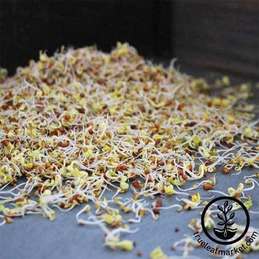 Organic Sprouting Seeds - Kick Mix | Clover, Radish & Mustard Sprouts