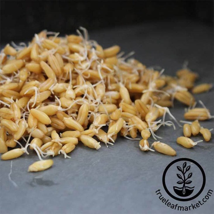 Certified Organic Kamut Seeds | Small Quantity to Bulk Wholesale