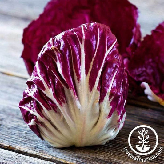 Radicchio Seeds - Palla Rosa | Non-GMO, Heirloom Vegetable Garden Seed