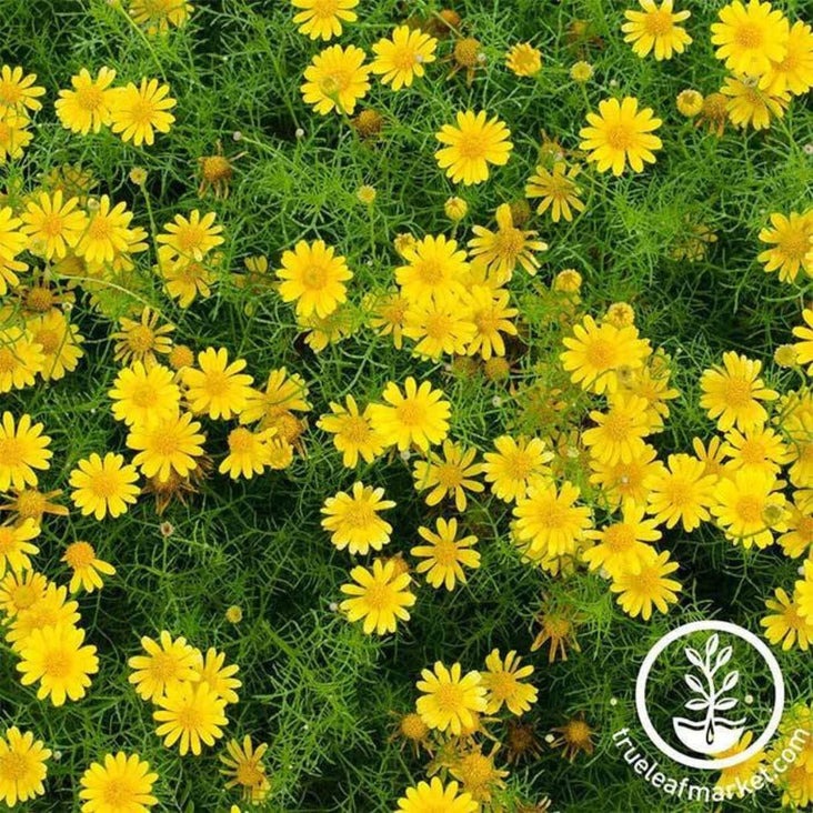 Dahlberg Daisy Golden Fleece Flower Seeds | Thymophylla tenuiloba