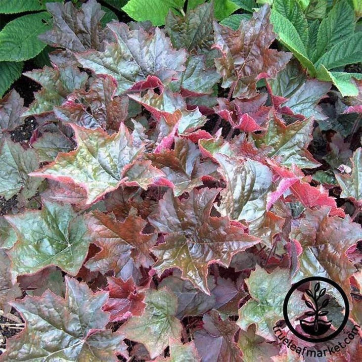 Heuchera Seed | Purple Palace