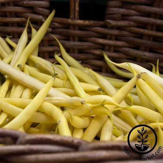 Gold Rush Wax Beans | Garden Vegetable Seeds