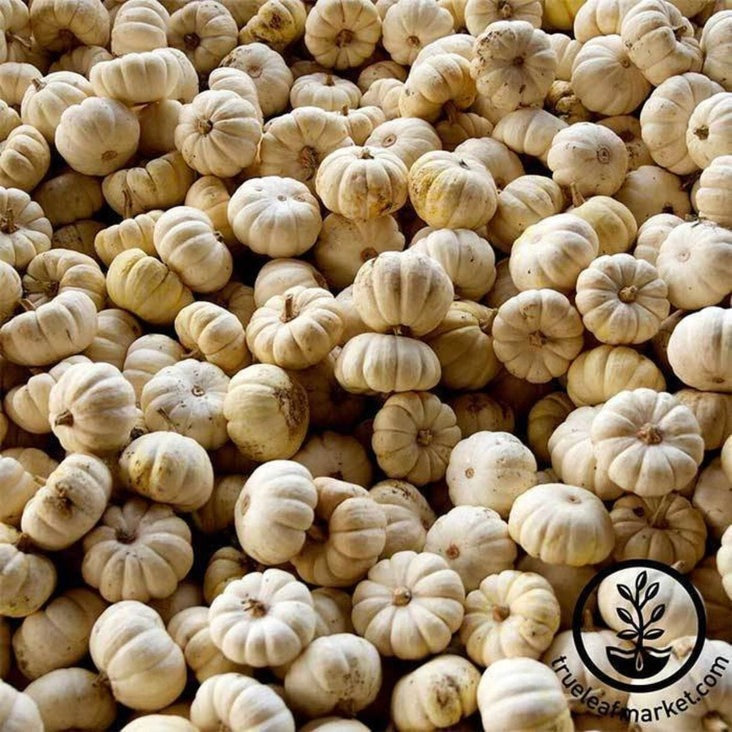 Tiny Pumpkin Seeds - Baby Boo (treated) | Small, Miniature - Heirloom