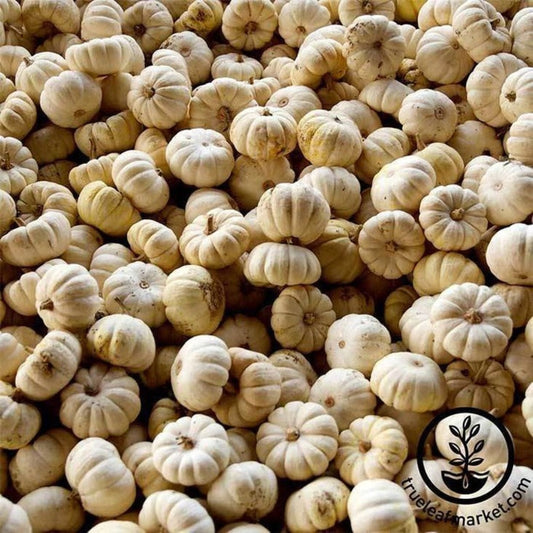 Tiny Pumpkin Seeds - Baby Boo (treated) | Small, Miniature - Heirloom