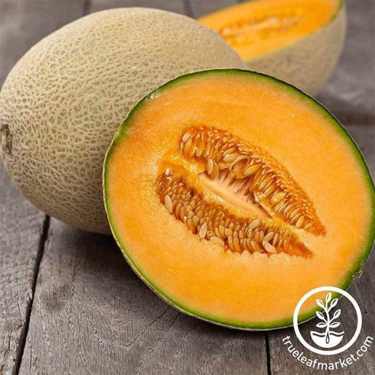 Hearts Of Gold - Cantaloupe Melon Seeds | Non-GMO Heirloom Garden Seed