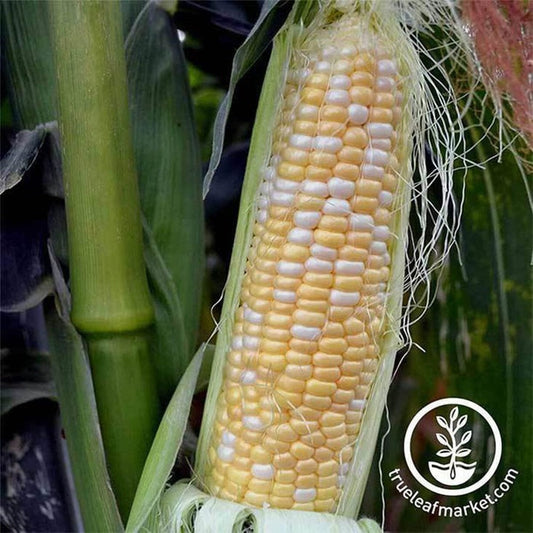 Corn Garden Seeds | Serendipity Hybrid (syn) - Buy Farm & Garden Seeds