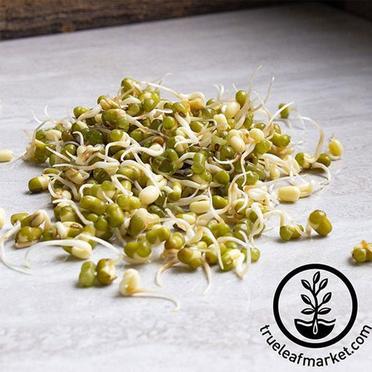 Organic Mung Bean Seeds | Organic Mung Seeds for Sprouting