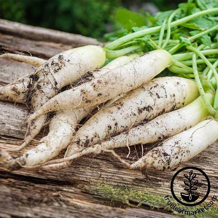 Heirloom Radish Seed - White Icicle | Buy Non-GMO Vegetable Seeds