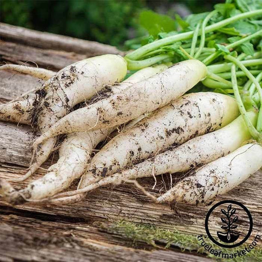 Heirloom Radish Seed - White Icicle | Buy Non-GMO Vegetable Seeds