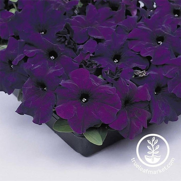 Petunia Flower Garden Seeds - Supercascade Series (pelleted) | Annual