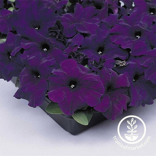Petunia Flower Garden Seeds - Supercascade Series (pelleted) | Annual
