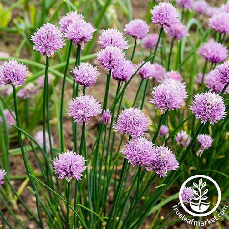 Chives Seeds | Buy Heirloom, Non-GMO Vegetable & Herb Garden Seeds
