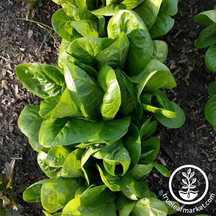Little Gem Romaine Lettuce Seeds | Heirloom & Non-GMO Garden Seeds