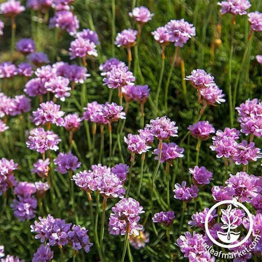 Armeria Ground Cover Flower Seeds - Maritima Series | Buy Flower Seeds