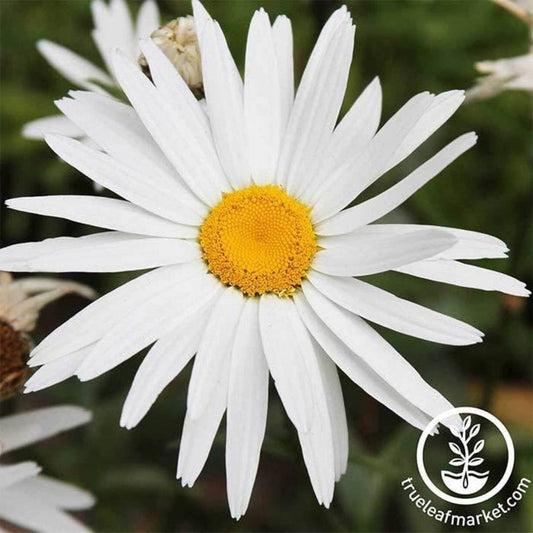Silver Princess Shasta Daisy Flower Gardening Seeds | Plants & Flowers