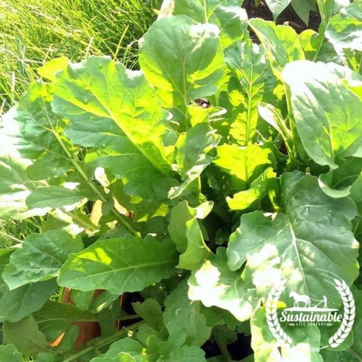 Organic Arugula Seeds | Microgreens & Herb Gardening Seeds - Free S&H