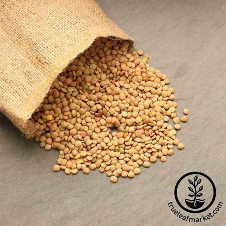 Green Lentil Sprouts: Organic Green Lentil Sprouting Seeds
