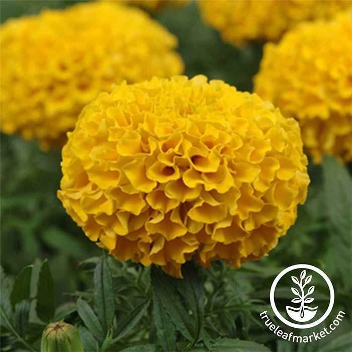 Marigold Flower Seeds - Taishan Series | Tagetes erecta - Annual Seeds