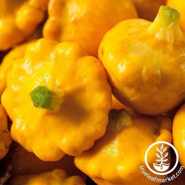 Summer Squash Seeds | Sunburst Hybrid - Non-GMO Vegetable Gardening