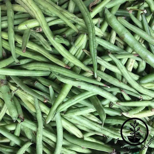 Kentucky Blue Pole Bean Seeds | Packets to Bulk Garden Seeds