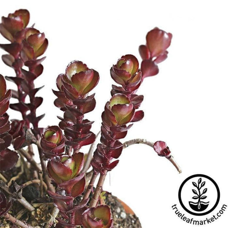 Sedum House Plant Seeds - Voodoo | Decorative Border Ground Cover Seed