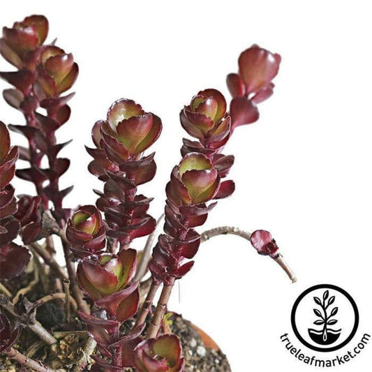 Sedum House Plant Seeds - Voodoo | Decorative Border Ground Cover Seed