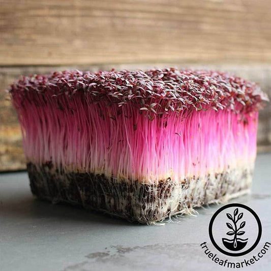 Red Garnet Amaranth Microgreens Seeds | Non-GMO Red Amaranth Micros