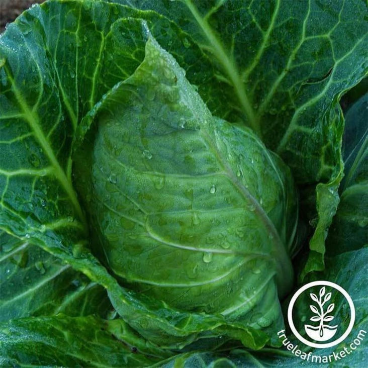 Collard Greens Seeds - Champion | Heirloom Garden Seeds - Non-GMO