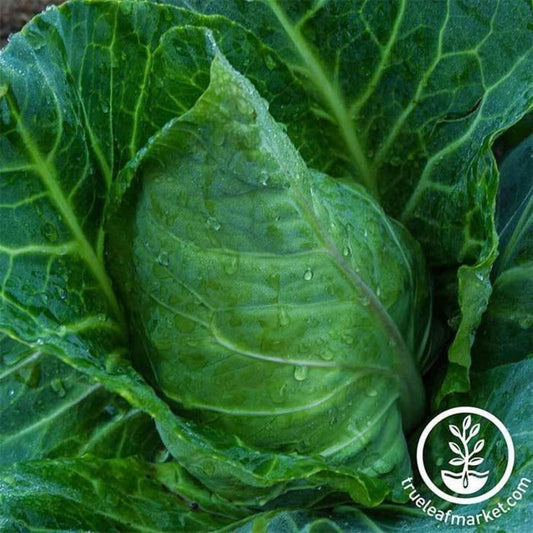 Collard Greens Seeds - Champion | Heirloom Garden Seeds - Non-GMO