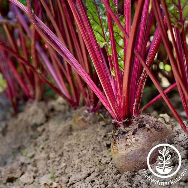 Beet Garden Seeds - Early Wonder Tall Top | Non-GMO Heirloom Vegetable