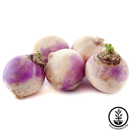 Rutabaga Seed | American Purple Top