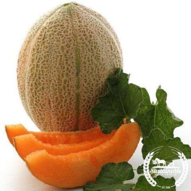 Organic Cantaloupe Melon Seeds - Hales Best Jumbo | Heirloom & Non-GMO