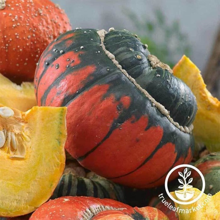 Gourds Gardening Seeds - Turk's Turban | Heirloom, Non-GMO, Free S&H