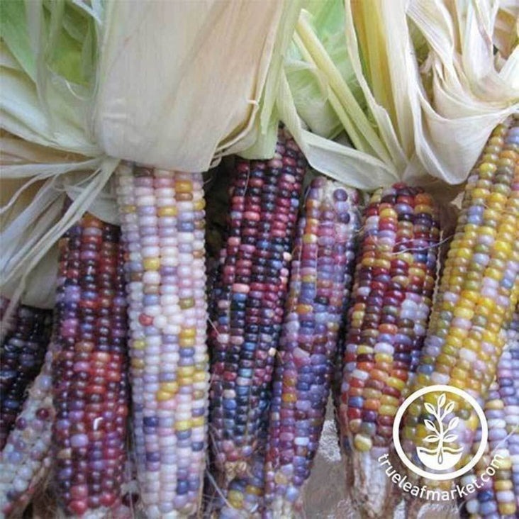 Glass Gem Popcorn Seeds | Non-GMO Ornamental Pop Corn Garden Seed