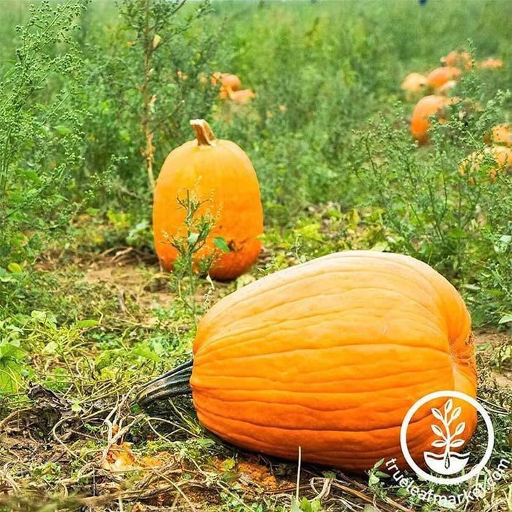Heirloom Pumpkin Seeds - Jack O' Lantern | Non-GMO Vegetable Gardening