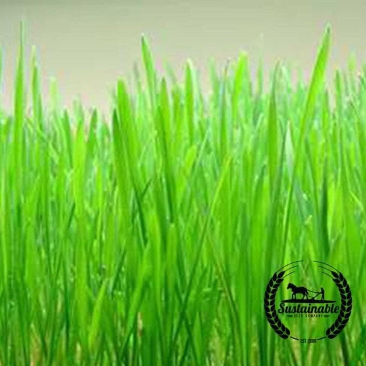 Hard Red Wheat Cover Crop Seeds | Organic - Non-GMO - Bulk Wholesale