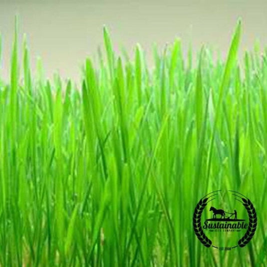 Hard Red Wheat Cover Crop Seeds | Organic - Non-GMO - Bulk Wholesale