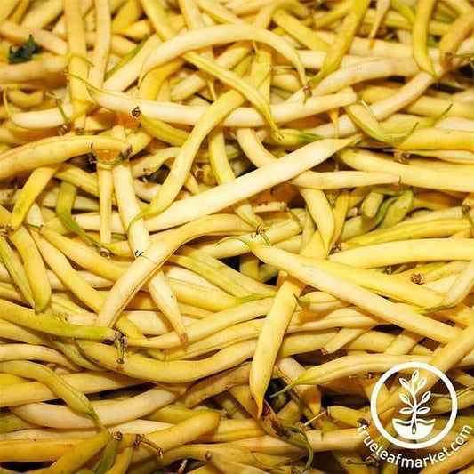 Heirloom Wax Bush Bean Seeds - Top Notch Golden Wax | Non-GMO Seeds