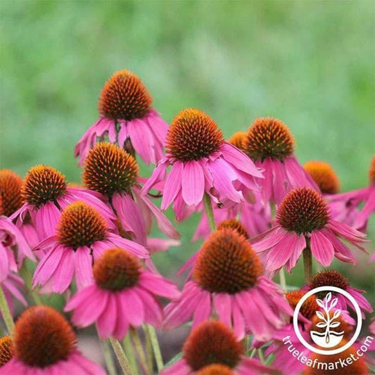 Echinacea Flower Garden Seeds - Magnus | Perennial Flower - Free S&H