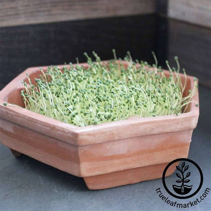 Organic White Chia Seeds | Non-GMO - Microgreens, Sprouts & More