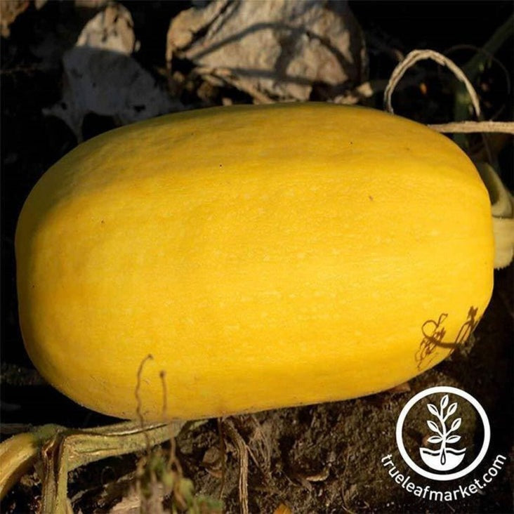 Organic Winter Squash Seeds - Vegetable Spaghetti | Non-GMO Vegetable