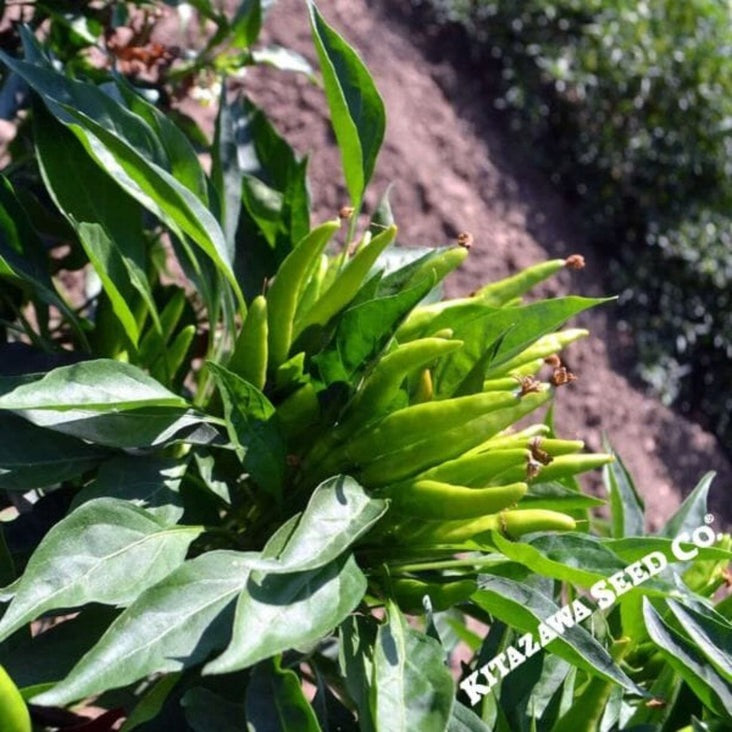 Heirloom Hot Pepper - Thai Hot