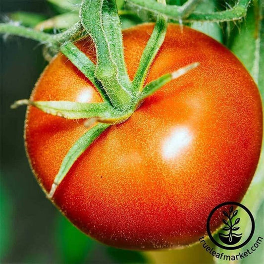 Heirloom Tomato Seeds | Bonny Best - Non-GMO Vegetable Gardening Seeds