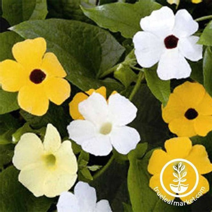 Thunbergia Seed | Alata Mix
