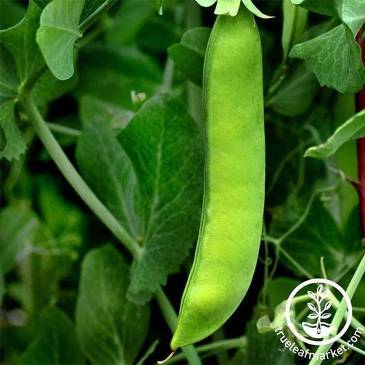 Pea Seeds: Early Frosty - Garden Seeds - Packet to Bulk