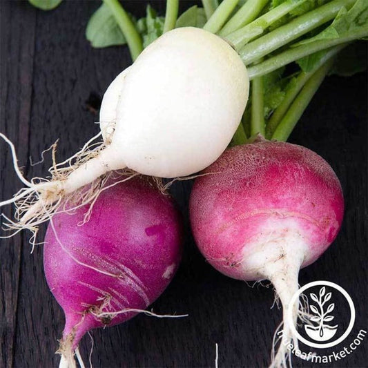 Radish Garden Seeds | Easter Egg Blend Seed Mix - Vegetable Gardening
